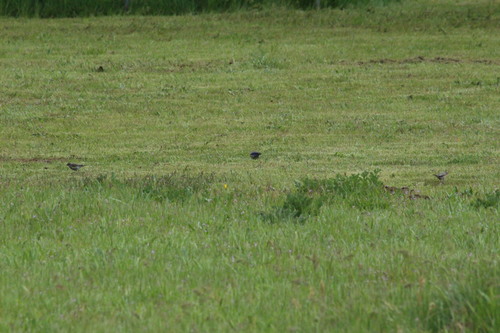 Yellow-rumped Warbler photographed in Oregon