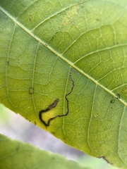 Stigmella longisacca