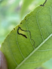 Stigmella longisacca