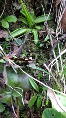 Pinguicula parvifolia