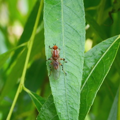 Tapeigaster annulipes
