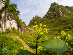Wikstroemia