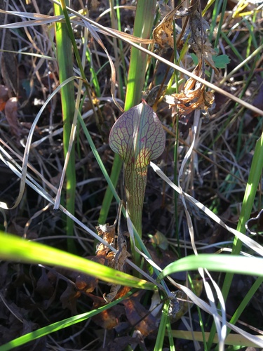 Jones' pitcherplant (Sarracenia jonesii)