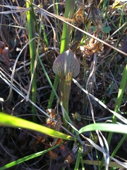 Sarracenia jonesii