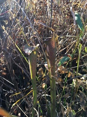 Sarracenia jonesii