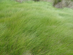 Carex divisa