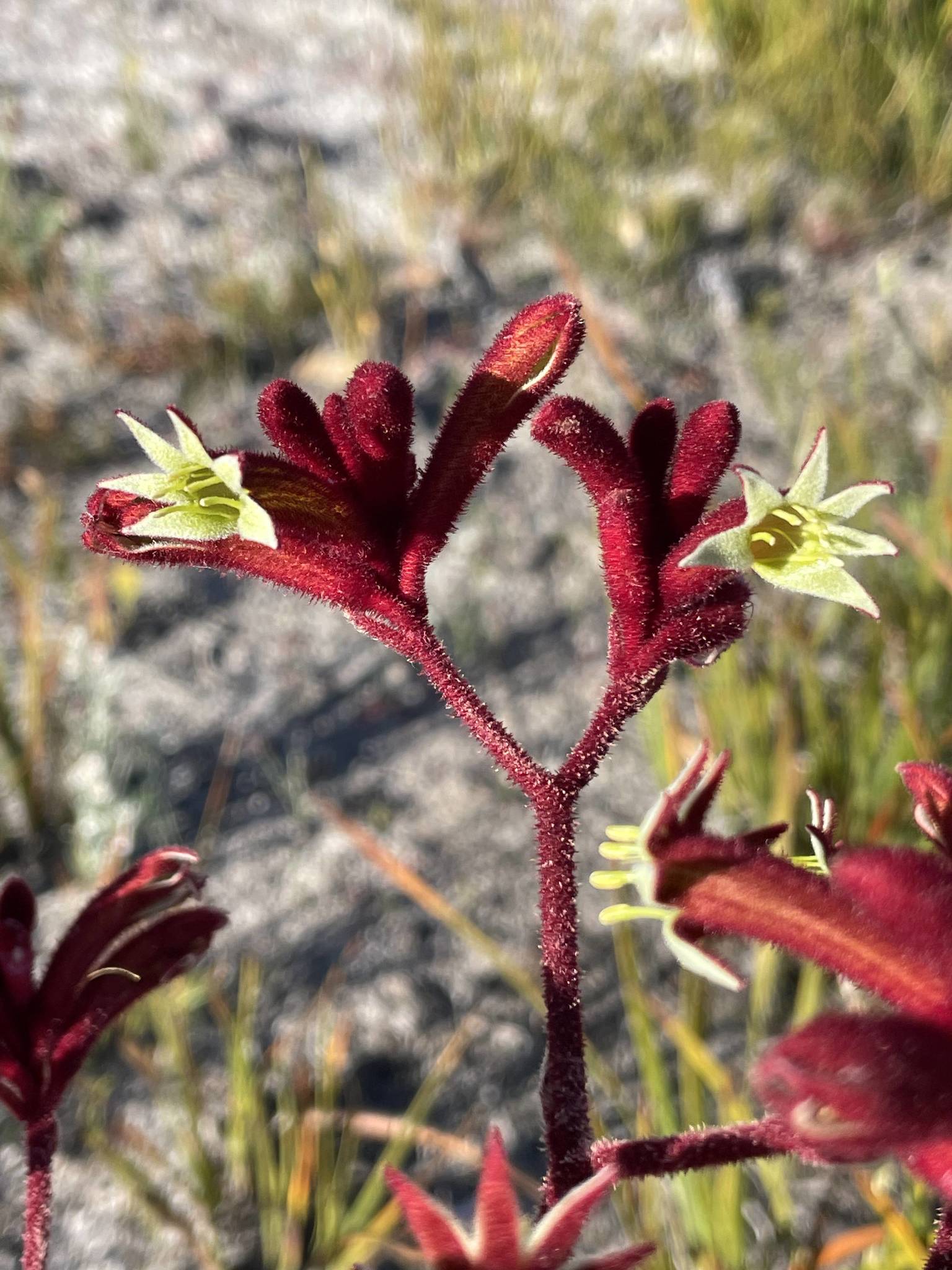 Red Kangaroo Paw (Anigozanthos rufus) · iNaturalist Australia