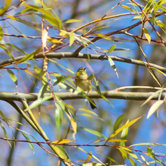 Phylloscopus collybita