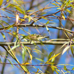 Phylloscopus collybita