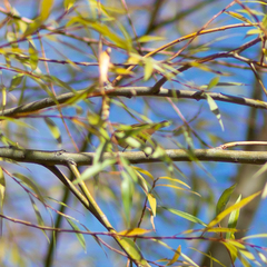 Phylloscopus collybita