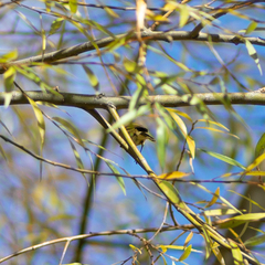 Phylloscopus collybita