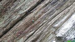 Leiobunum viridorsum