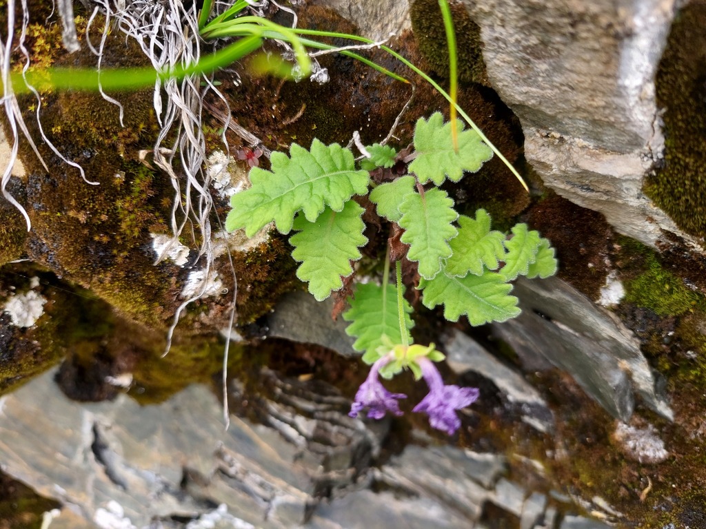 Primula chasmophila