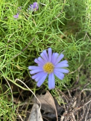 Brachyscome iberidifolia