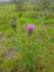 Cirsium vulgare
