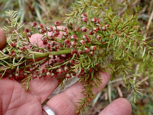 Coriaria angustissima (Coriaria angustissima)