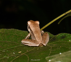 Polypedates leucomystax