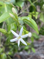 Jasminum simplicifolium