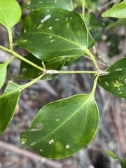 Jasminum simplicifolium