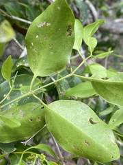 Jasminum simplicifolium