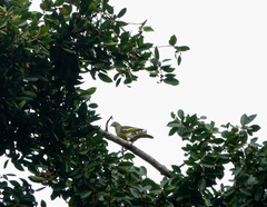 Treron curvirostra