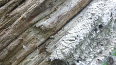 Leiobunum viridorsum