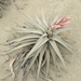 Tillandsia latifolia - Photo 由 Arturo Reynoso Basurto 所上傳的 (c) Arturo Reynoso Basurto，保留部份權利CC BY-NC