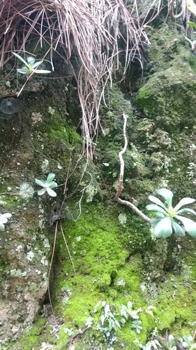 Echeveria fulgens