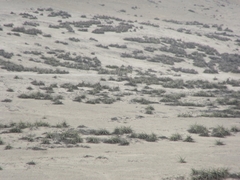 Tillandsia latifolia