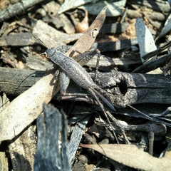 Eurepa marginipennis