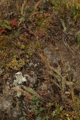 Tanacetum tanacetoides