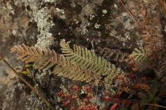 Tanacetum tanacetoides