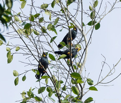 Ampeliceps coronatus