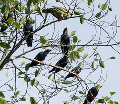 Ampeliceps coronatus