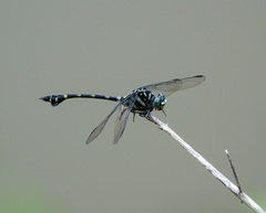 Ictinogomphus