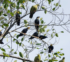 Ampeliceps coronatus