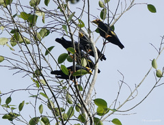 Ampeliceps coronatus