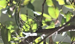 Austroaeschna muelleri