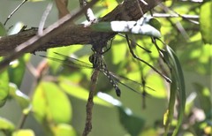 Austroaeschna muelleri