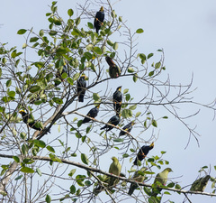 Ampeliceps coronatus