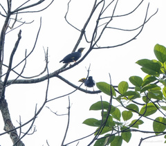 Ampeliceps coronatus