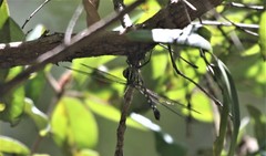 Austroaeschna muelleri