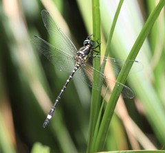 Eusynthemis deniseae