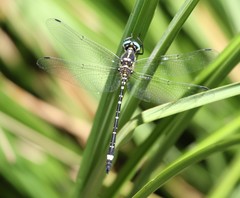 Eusynthemis deniseae