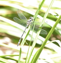 Eusynthemis deniseae