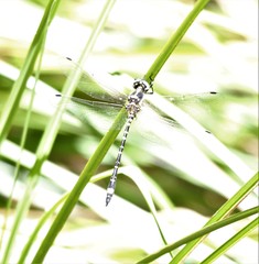 Eusynthemis deniseae