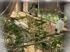 Leucopsar rothschildi