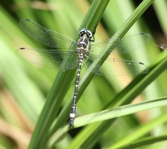 Eusynthemis deniseae