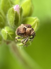 Hyperinae