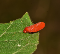 Eoscarta borealis